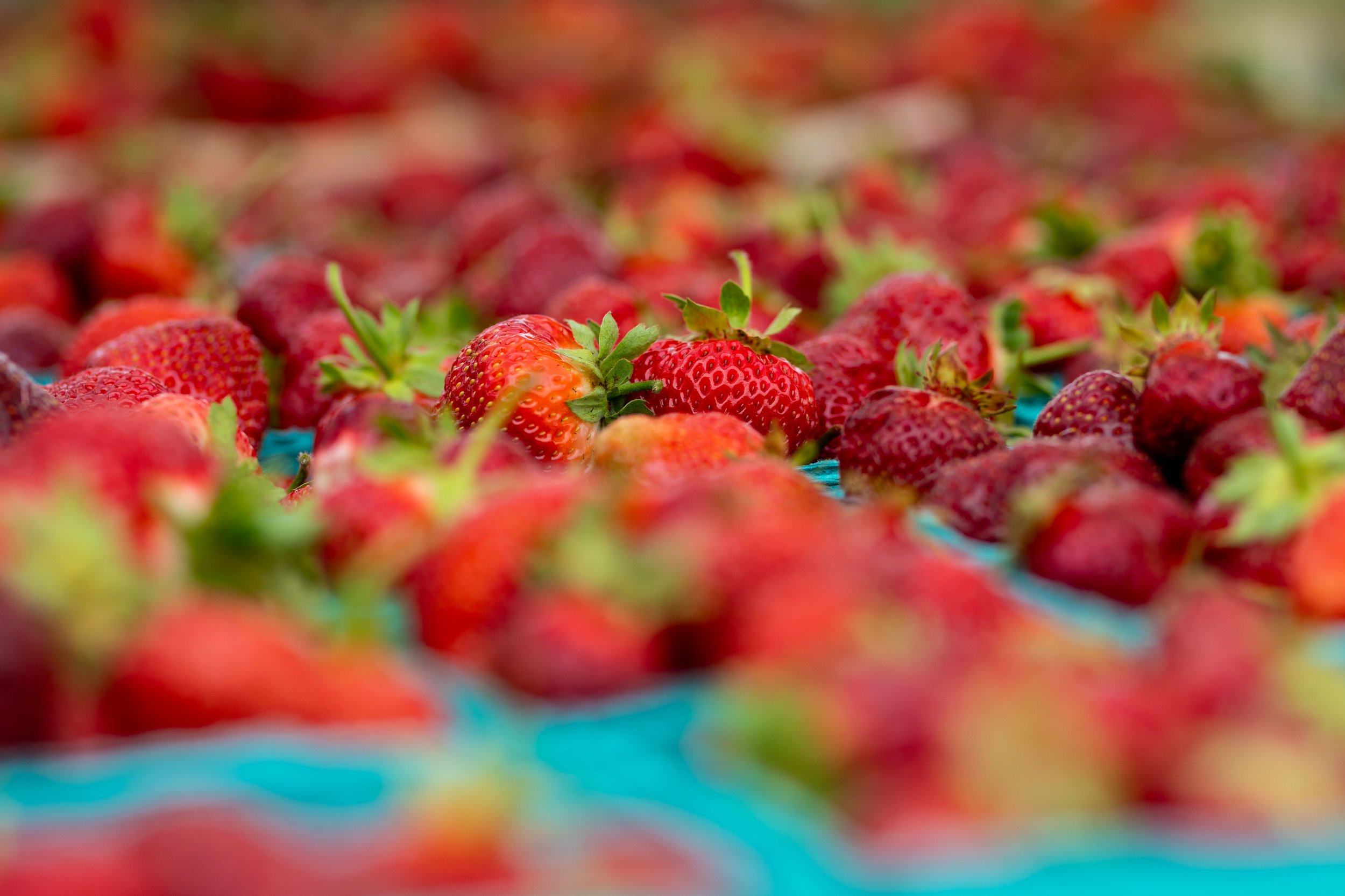 FarmersMarket-42.jpg